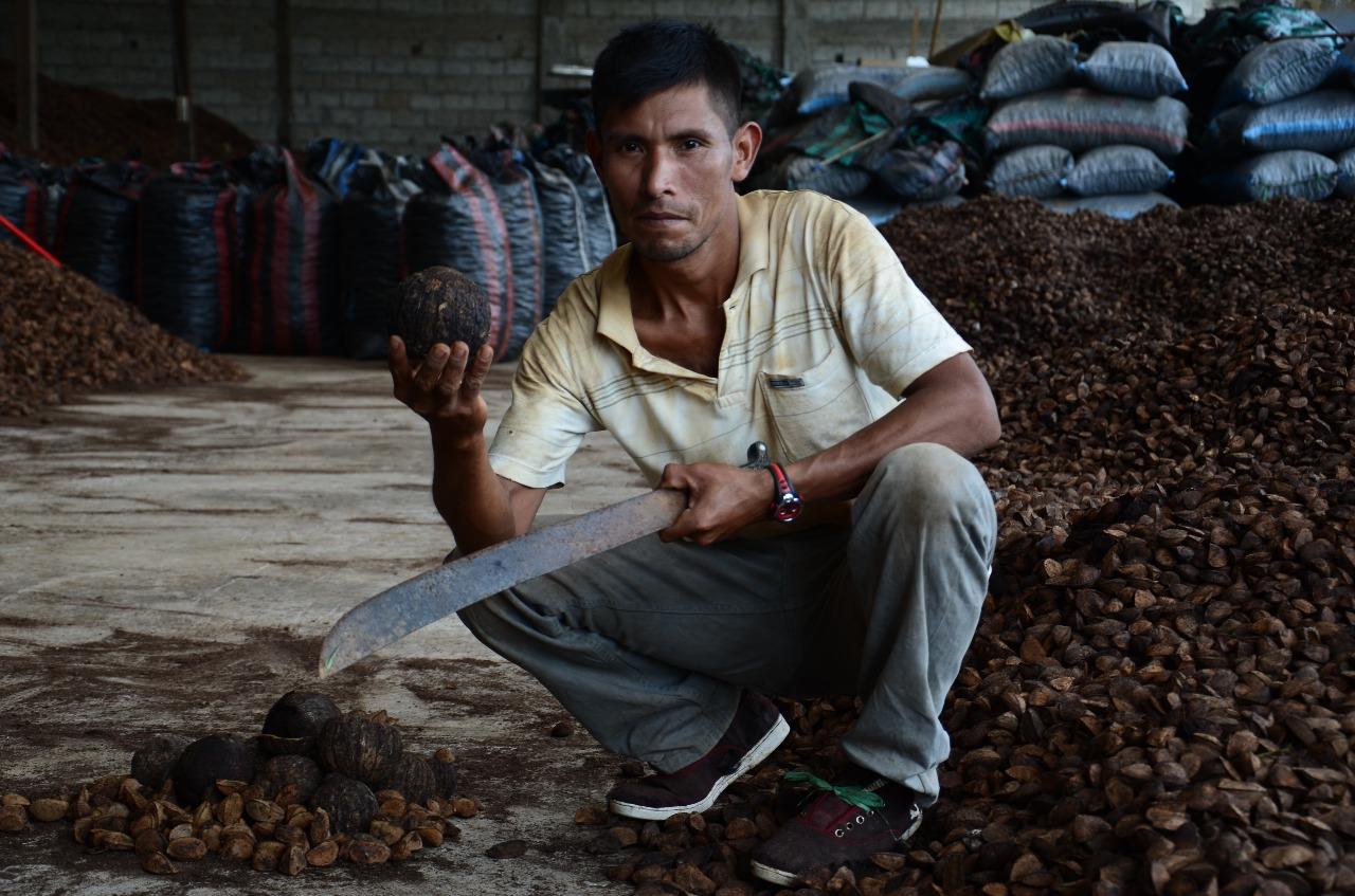 Castaña Amazónica; creando valor a partir del bosque - Agricolas y ...